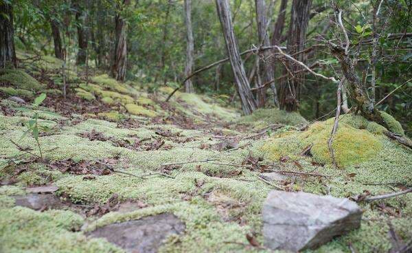 Pesona Gunung Lumut, Menyelami Dunia Hijau yang Hening di Timur Belitung