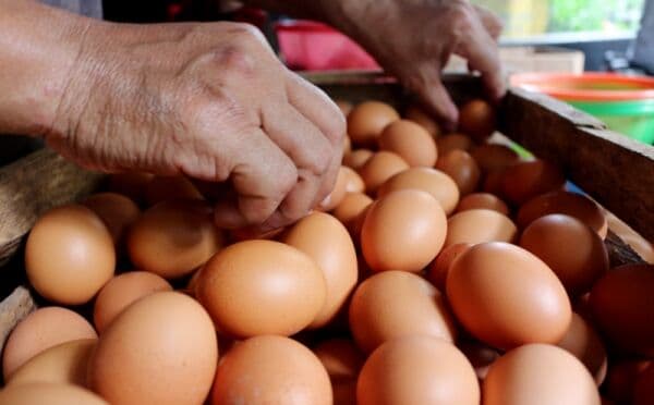 Harga Telur Ayam Naik Jelang Lebaran 2024, Ini Penyebabnya