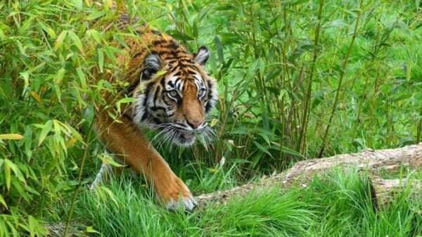 Hasil Investigasi DNA, Ilmuwan Yakin Harimau Jawa Bersembunyi di dalam Hutan