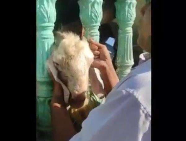 Kocak, Kepala Kambing Kurban Terjepit Pilar Pagar Sesaat Sebelum Disembelih
