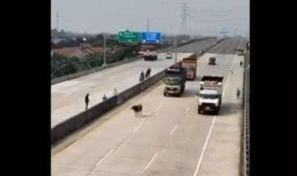 Heboh Sapi Kurban Mengamuk, Kabur ke Tol Cibitung&ndash;Cilincing Dikejar-kejar Warga