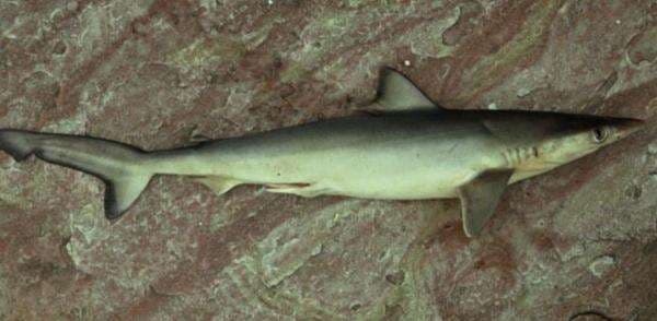 Belasan Hiu di Pantai Rio de Janeiro Brasil Positif Kokain, Kok Bisa?