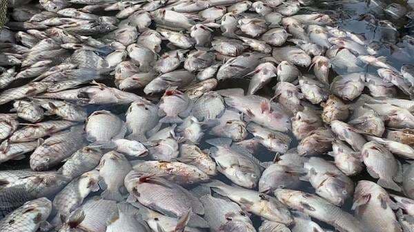 Ribuan Ikan Mati di Banjar Jelang Panen, Petambak Rugi Puluhan Juta Rupiah