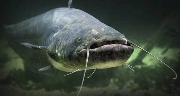 Ilmuwan AS Sebut Ikan Lele Flathead Perusak Ekosistem Sungai