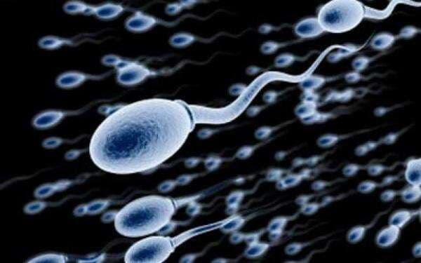 Lomba Balap Sperma Pertama di Dunia Akan Digelar di AS