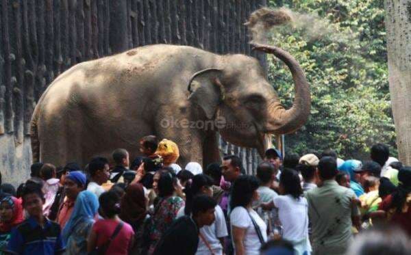 45.993 Pengunjung Padati Taman Margasatwa Ragunan Hari Ini