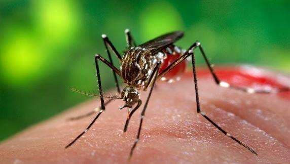 Tahukah Kamu, Mengapa Nyamuk suka Berdengung di Telinga Kita? Ketahui Alasan Ilmiahnya