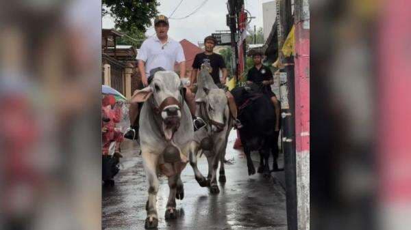 Jual Sapi Kurban, Irfan Hakim Akui Sering Ajak Ngobrol Hewannya Jual Sapi Kurban, Irfan Hakim Akui Sering Ajak Ngobrol Hewannya