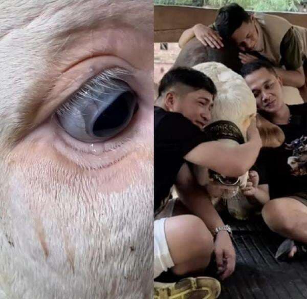 Irfan Hakim Posting Video Sapi Janoko, Netizen: Episode Nangisin Hewan Kurban Dimulai