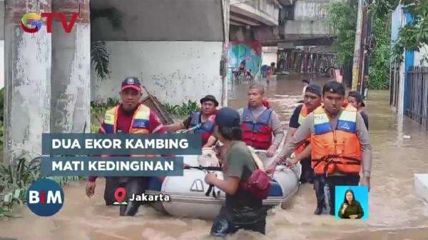 15 Kambing Korban Banjir di Jaksel Dievakuasi, 2 Ekor Mati Kedinginan