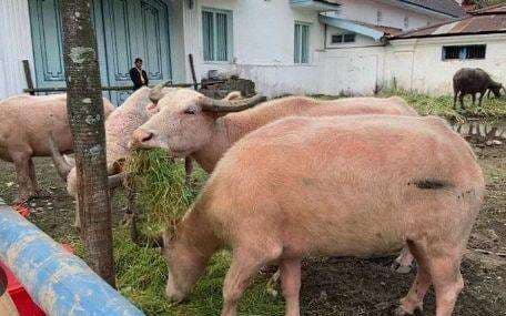 Kebo Bule, Ikon Malam 1 Suro Keraton Surakarta yang Kotorannya Bahkan Jadi Rebutan