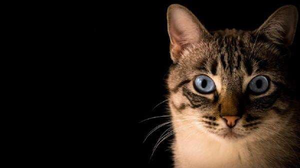 Misteri Kematian Belasan Kucing di Malang, Diduga Diracun OTK Misteri Kematian Belasan Kucing di Malang, Diduga Diracun OTK