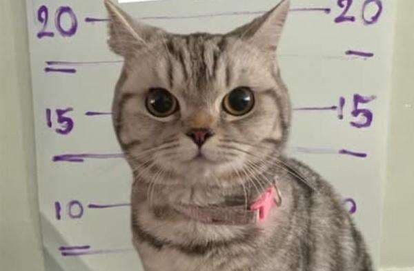 Viral, Kucing Lucu Ini Ditangkap Polisi karena Serang dan Cakar Petugas