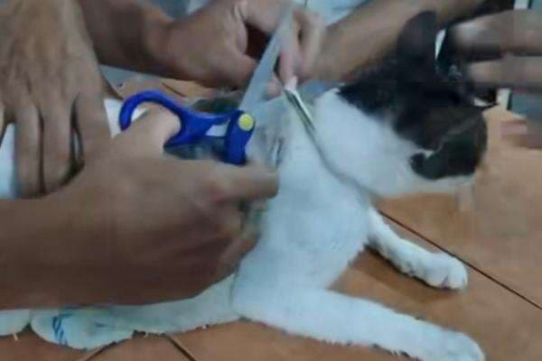 Waduh! Kucing Ini Hendak Selundupkan Ratusan Gram Ganja dan Heroin ke Penjara