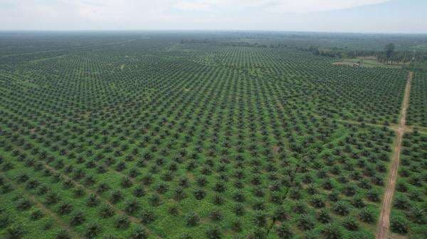 Menuju Ketahanan Pangan dan Energi, RI Tingkatkan Produksi Minyak Goreng hingga Biodiesel