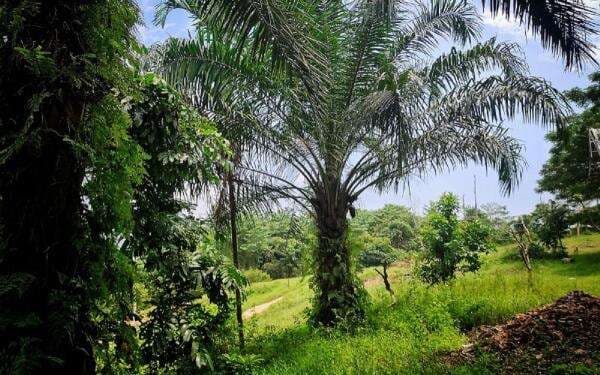 Alasan Kejagung Serahkan 221 Ribu Lahan Kebun Sawit ke Erick Thohir: Tak Mau Ada PHK