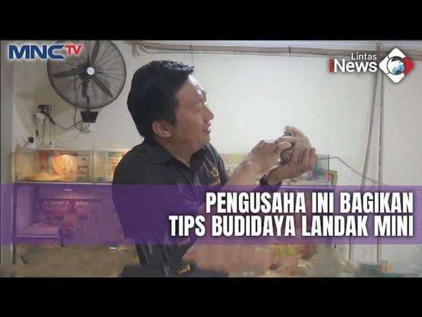 Hobi Pelihara Landak Mini, Pria di Tangerang Sukses Budidayakan dan Raup Cuan Jutaan Rupiah