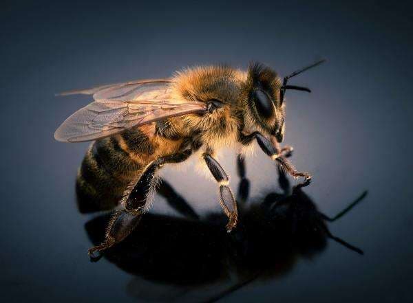 Peneliti China Sukses Ciptakan Lebah Cyborg Pertama di Dunia