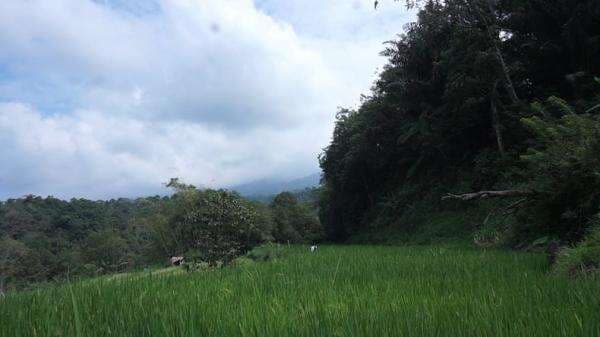 Lansia Hilang di Lereng Gunung Marapi, Sandal Korban Ditemukan di Bawah Pohon Besar Lansia Hilang di Lereng Gunung Marapi, Sandal Korban Ditemukan di Bawah Pohon Besar