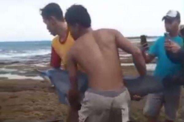 Heboh! Lumba-Lumba Terdampar di Pantai Legon Pari Lebak, Evakuasi Dramatis