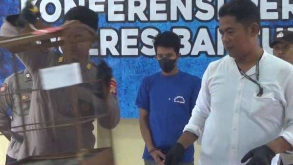Maling Burung di Bantul Menyesal, Tak Tahu yang Dicuri Murai Kontes Malah Dijual Murah Maling Burung di Bantul Menyesal, Tak Tahu yang Dicuri Murai Kontes Malah Dijual Murah