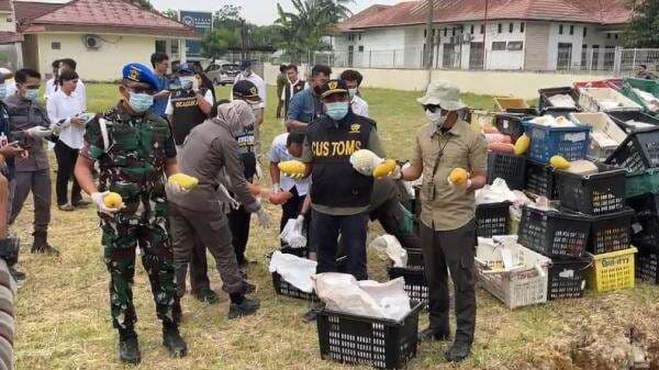 Lebih dari 14 Ton Mangga Ilegal asal Thailand Dimusnahkan di Asahan Lebih dari 14 Ton Mangga Ilegal asal Thailand Dimusnahkan di Asahan