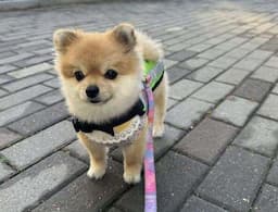 Menggemaskan, Anjing Imut Ini Jadi Satpam Keliling di Jalanan Korea