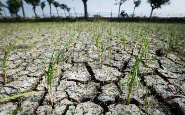 BMKG Sebut Hampir Separuh Wilayah Indonesia Masuk Musim Kemarau