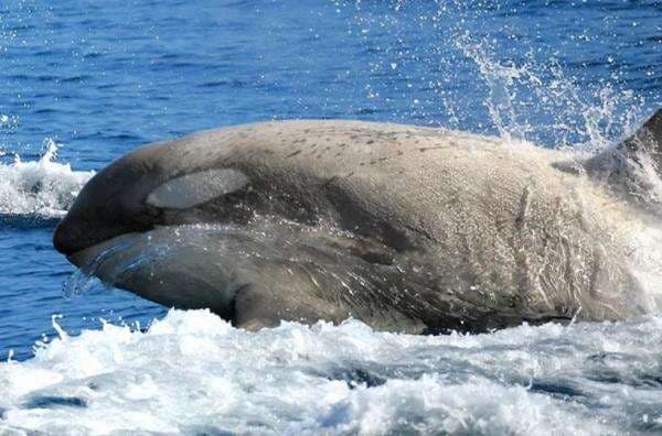 Langka! Kemunculan Orca Albino di Laut Jepang Bikin Takjub Penumpang Kapal Pesiar