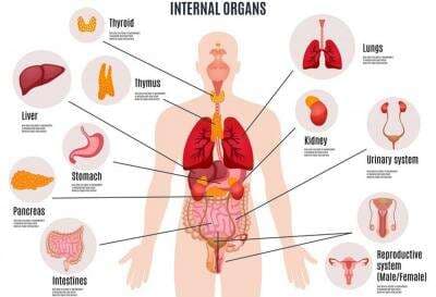 KUIS: Mengenal Fungsi Organ Tubuh Manusia