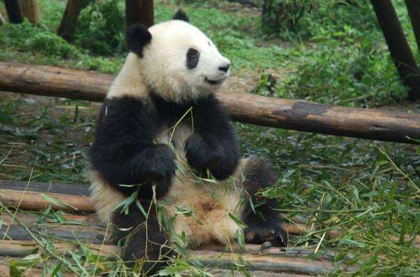 Viral Panda Nyaris Telan Minuman Soda Bikin Heboh Pengunjung Kebun Binatang