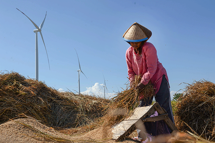 Panen Raya Padi Diproyeksi Capai Rekor Baru pada Mei 2025, Swasembada Pangan Semakin Dekat?