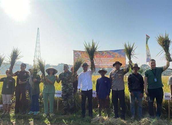 Bupati Bandung Panen Raya Padi di Dayeuhkolot, Produksi Tembus 10 Ton per Hektare