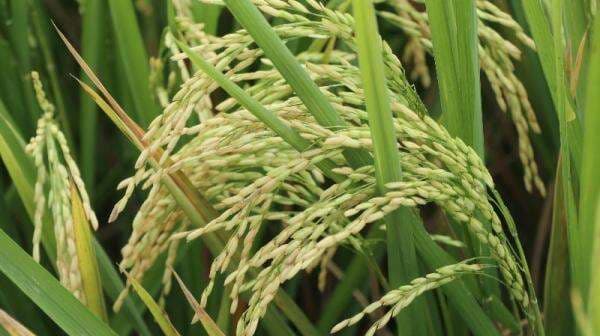 Prabowo Ancam Cabut Izin Penggiling yang Beli Padi Petani dengan Harga Rendah! Prabowo Ancam Cabut Izin Penggiling yang Beli Padi Petani dengan Harga Rendah!