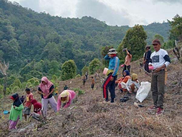 Kemandirian Pangan, Legislator Partai Perindo Arifin Yasrin Ruru Tanam Padi Bersama Warga