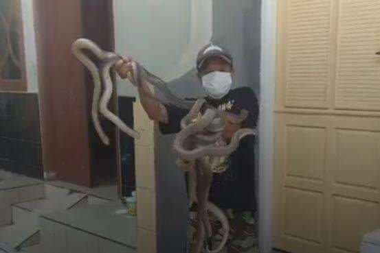 Kisah Pawang Ular di Purworejo Racik Darah dan Sumsum Kobra jadi Jamu, Berani Coba?