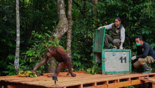 Momen Menhut Raja Juli Naik ke Kandang saat Pra Pelepasliaran Orangutan di Pulau Salat