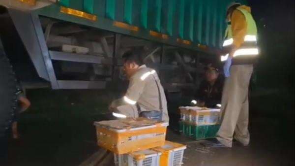 Geledah Truk Mencurigakan, Petugas Temukan 982 Burung di Pelabuhan Bakauheni