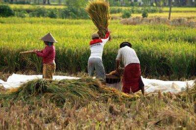 Target Swasembada Pangan, Asuransi Pertanian Bisa Selamatkan Petani dari Risiko Gagal Panen