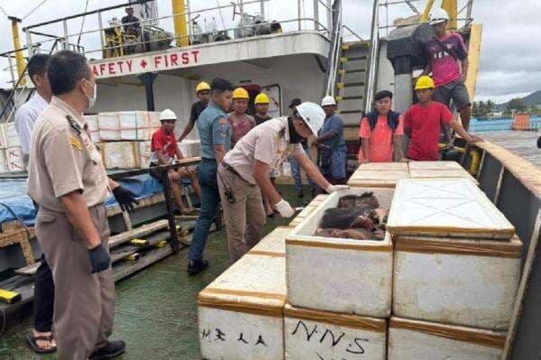 Karantina Sulut Gagalkan Penyelundupan 800 Kg Daging Celeng di Pelabuhan Bitung