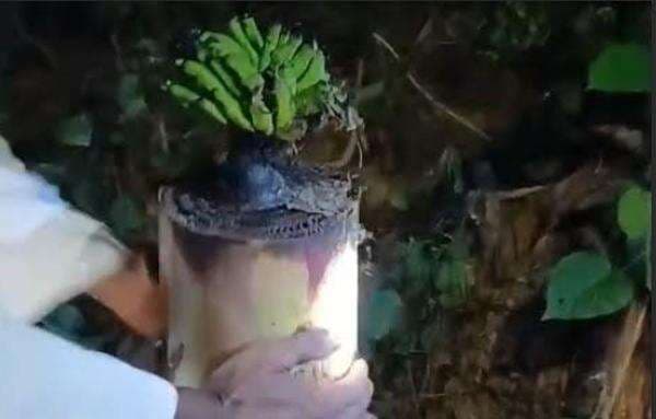 Warga Madura Geger, Batang Pohon Pisang Bekas Bantal Jenazah Tiba-Tiba Berbuah