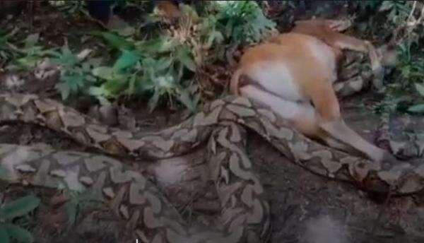 Mengerikan! Ular Piton 9 Meter Mangsa Sapi Kurban di Buton Tengah