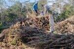 PLN EPI-RAE Teken MoU Pemanfaatan Limbah Perkebunan untuk Biomassa di Lampung