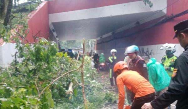 Hujan Angin, Pohon di Jalan Alternatif Sentul Bogor Tumbang