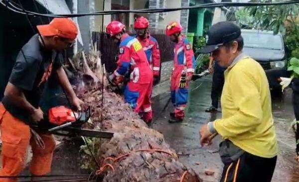 2 Pohon Tumbang di Kembangan Jakbar dan Koja Jakut Imbas Hujan Disertai Angin Kencang