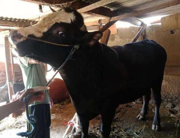 Prabowo Beli Sapi Kurban Rp75 Juta di Malang, Begini Penampakannya