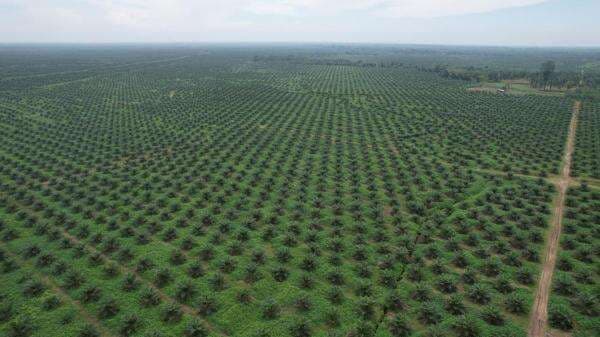 Laba Bersih PTPN Tembus Rp1,23 Triliun hingga April 2025, Sawit Jadi Penopang