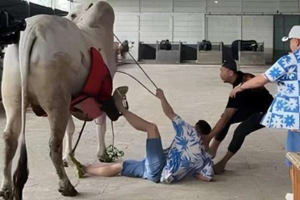 Jatuh dari Sapi 1 Ton, Pandangan Raffi Ahmad Sempat Buram dan Mual