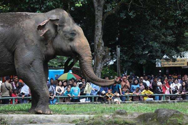 Ragunan Diserbu saat Libur Iduladha, Pengunjung Diprediksi Tembus 80.000 Orang