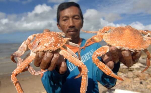 Rajungan Indonesia Kian Jadi Primadona di Pasar Global, Ini Buktinya